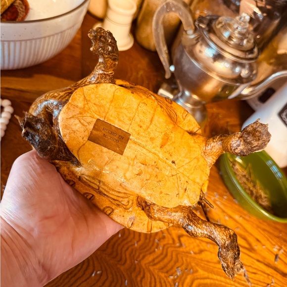 VTG Taxidermy Turtle Made in Mexico, great display piece - Picture 5 of 12